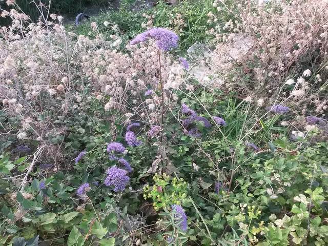 Trachelium caeruleum / Trachelio coltivato